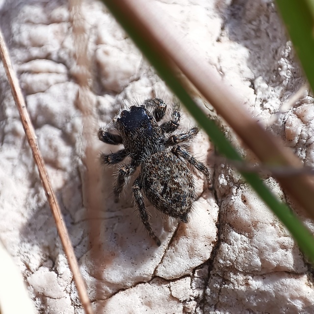Philaeus chrysops - piros ugrópók