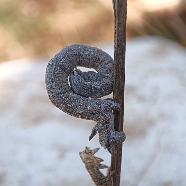 Dyscia conspersaria - sziklaüröm-araszoló