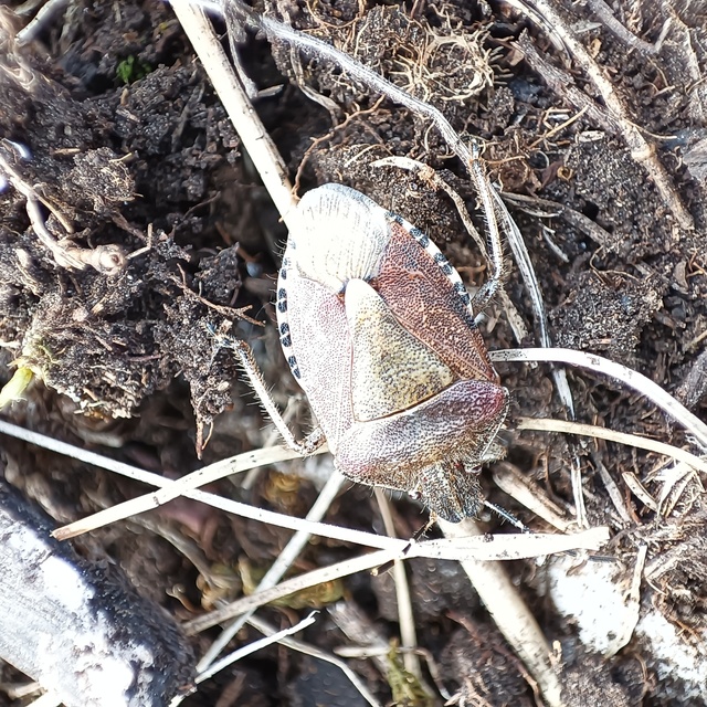 Dolycoris baccarum - közönséges bogyómászó-poloska Dolycoris baccarum - közönséges bogyómászó-poloska