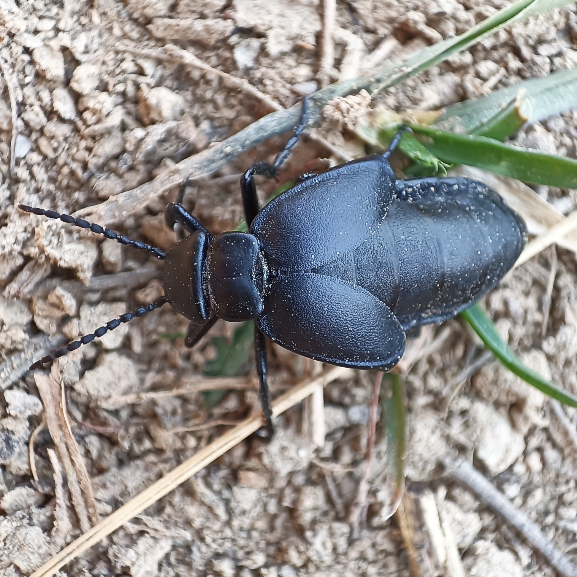 Meloe uralensis - uráli nünüke