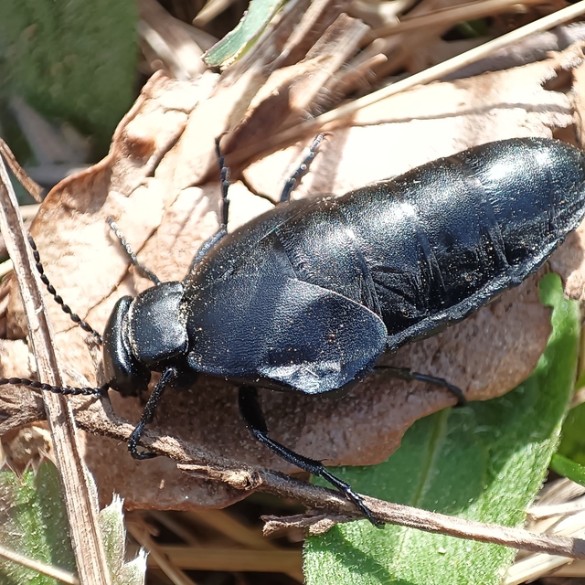 Meloe uralensis - uráli nünüke