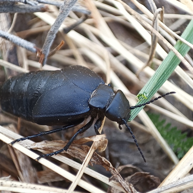 Meloe uralensis - uráli nünüke