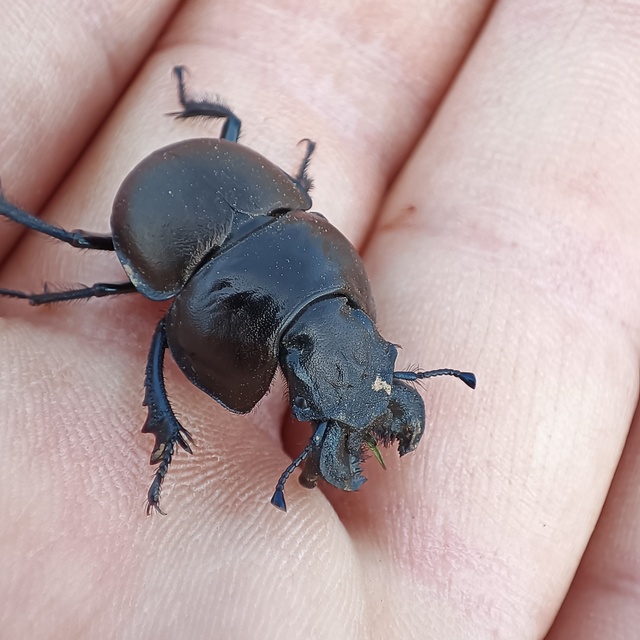 Lethrus apterus - nagyfejű csajkó