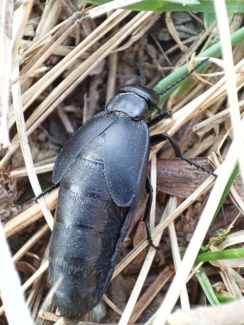 Meloe uralensis - uráli nünüke