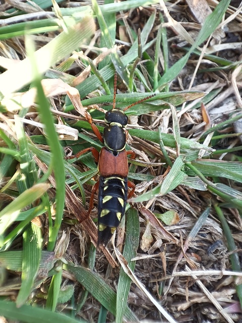 Staphylinus caesareus - aranysujtásos holyva
