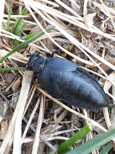 Meloe uralensis - uráli nünüke