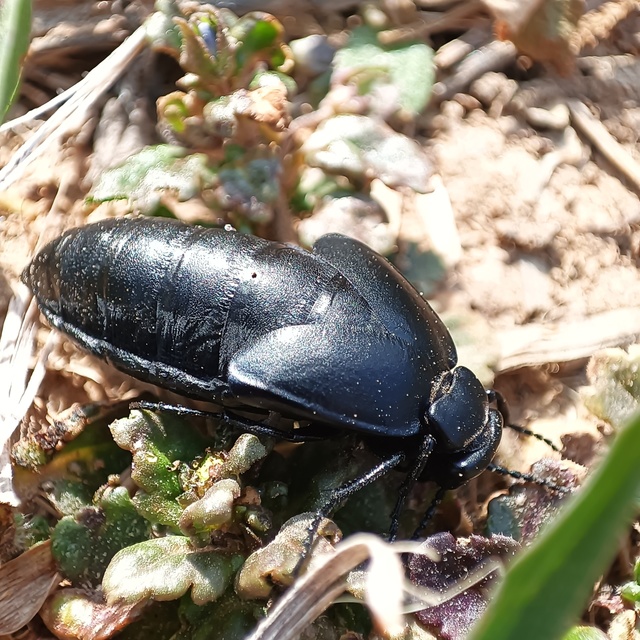 Meloe uralensis - uráli nünüke
