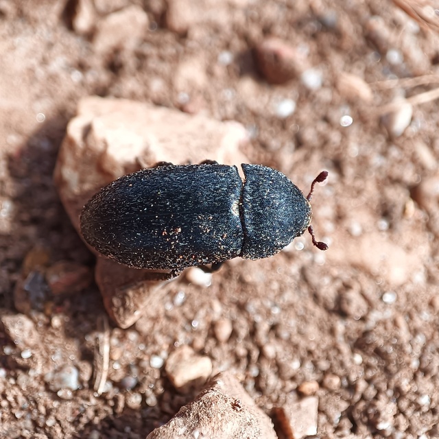 Dermestes laniarius - gyászos porva