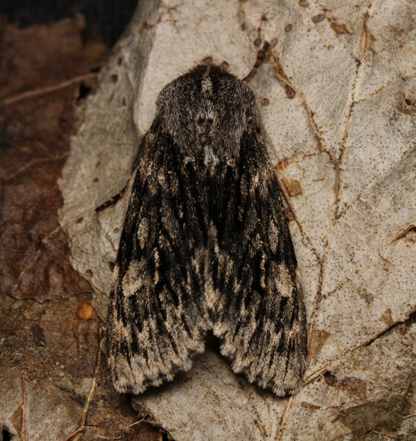 Brachionycha nubeculosa - zömök fésűsbagoly