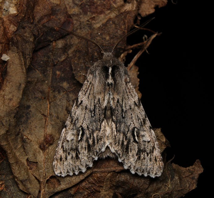 Brachionycha nubeculosa - zömök fésűsbagoly