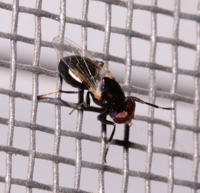 Physiphora alceae