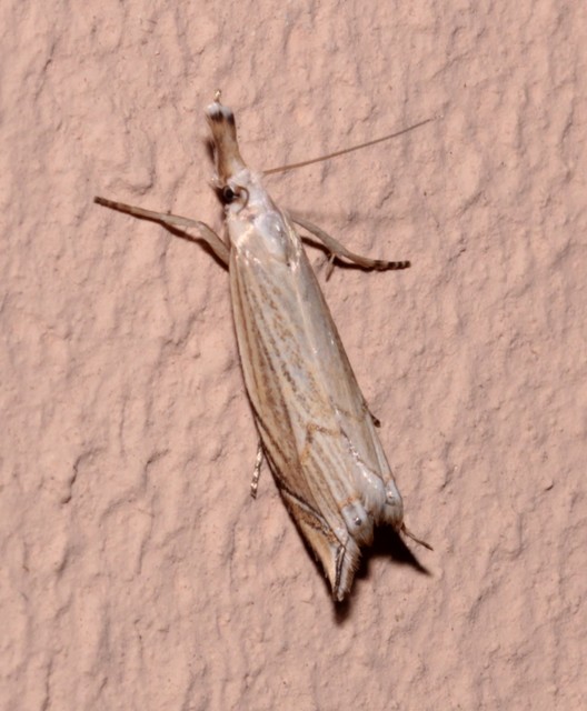 Metacrambus carectellus - homoki fűgyökérmoly