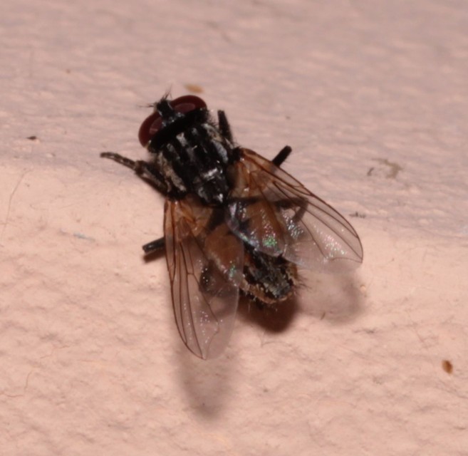 Musca domestica - házi légy