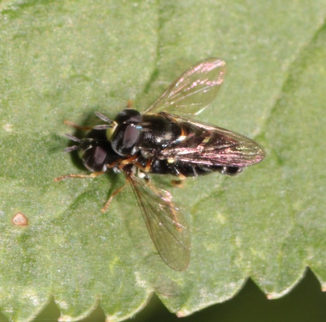 Paragus