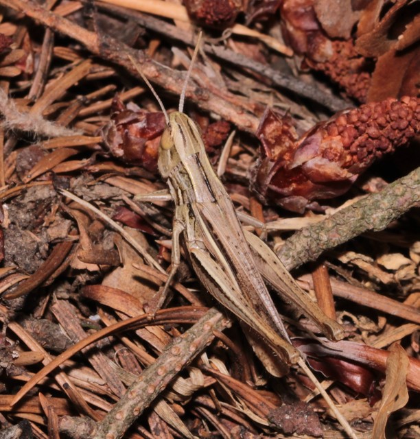 Euchorthippus pulvinatus - karcsú rétisáska