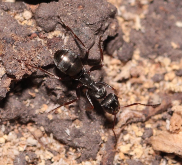 Formica fusca - kormos rabszolgahangya