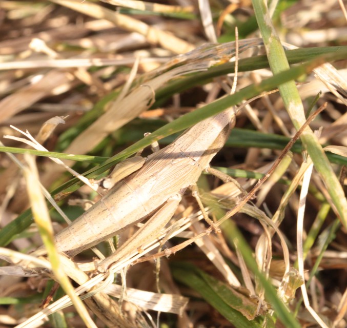 Chrysochraon dispar - aranyos sáska