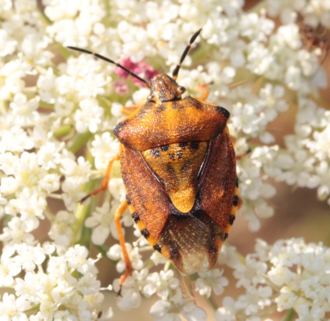 Carpocoris