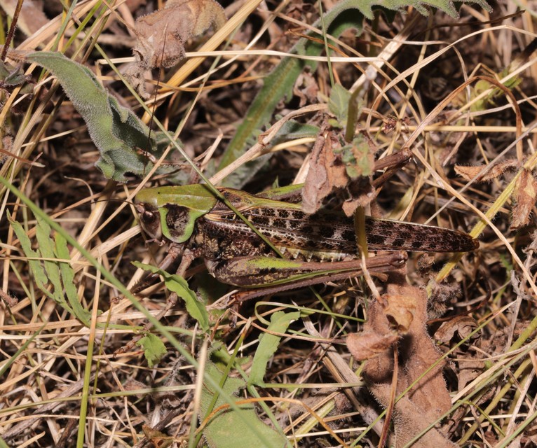 Decticus verrucivorus - szemölcsevő szöcske