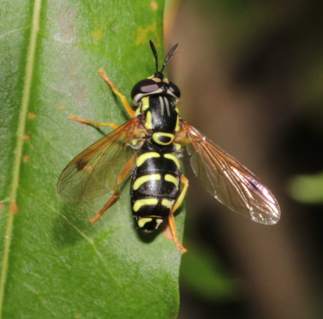 Chrysotoxum