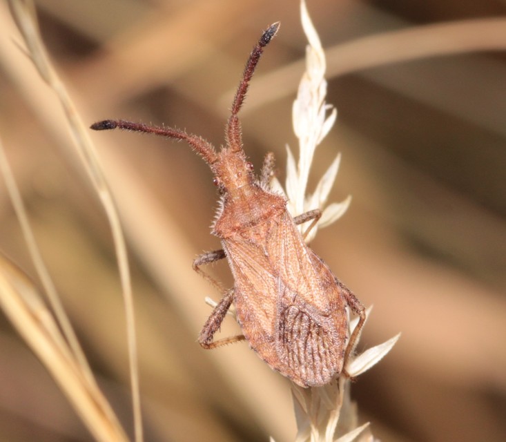Coriomeris