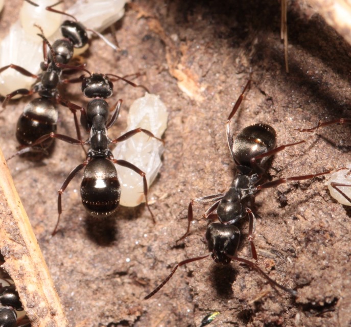Formica fusca - kormos rabszolgahangya