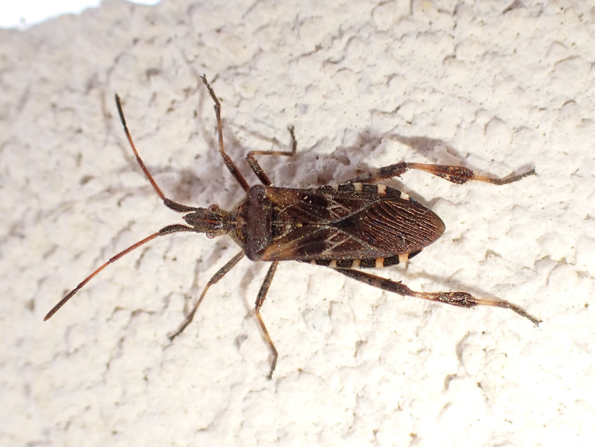 Leptoglossus occidentalis - nyugati levéllábú poloska Leptoglossus occidentalis - nyugati levéllábú poloska
