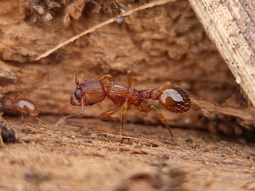 Myrmica sabuleti - gyakori bütyköshangya