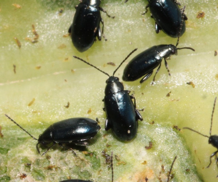Phyllotreta nigripes - feketecsápú káposzta-földibolha