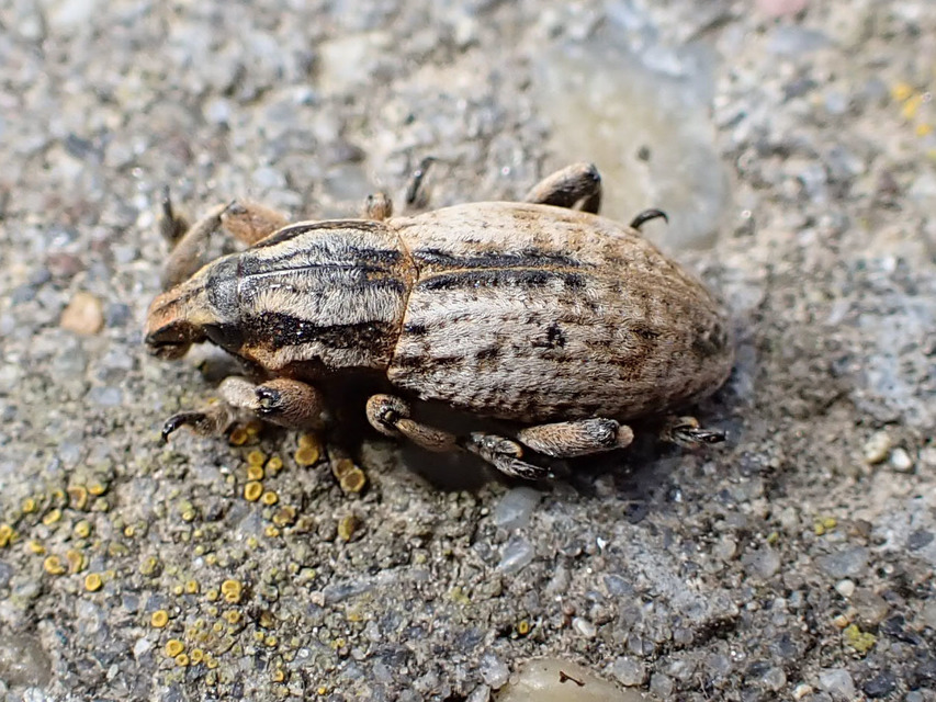 Pseudocleonus cinereus - hamvas barkó