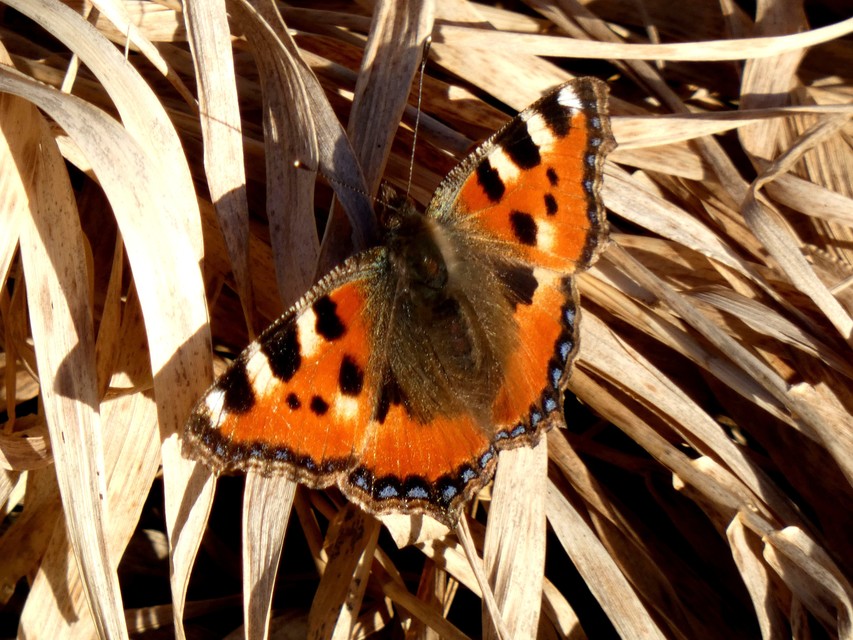 Nymphalis urticae - kis rókalepke