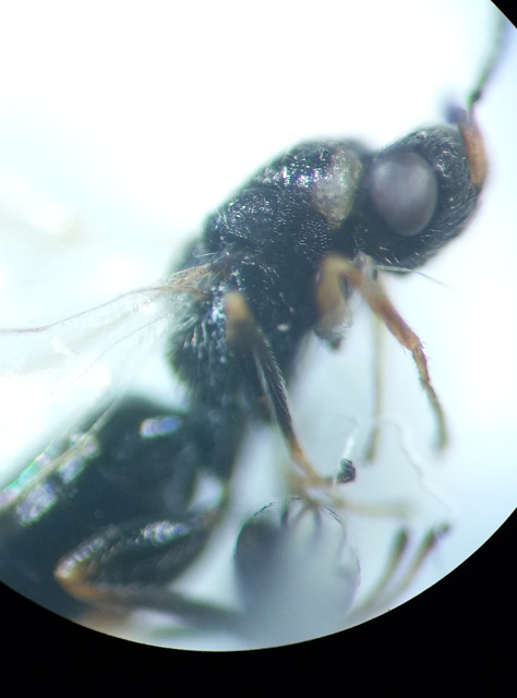 Tetramesa