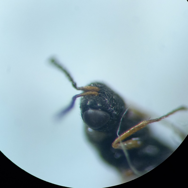 Tetramesa