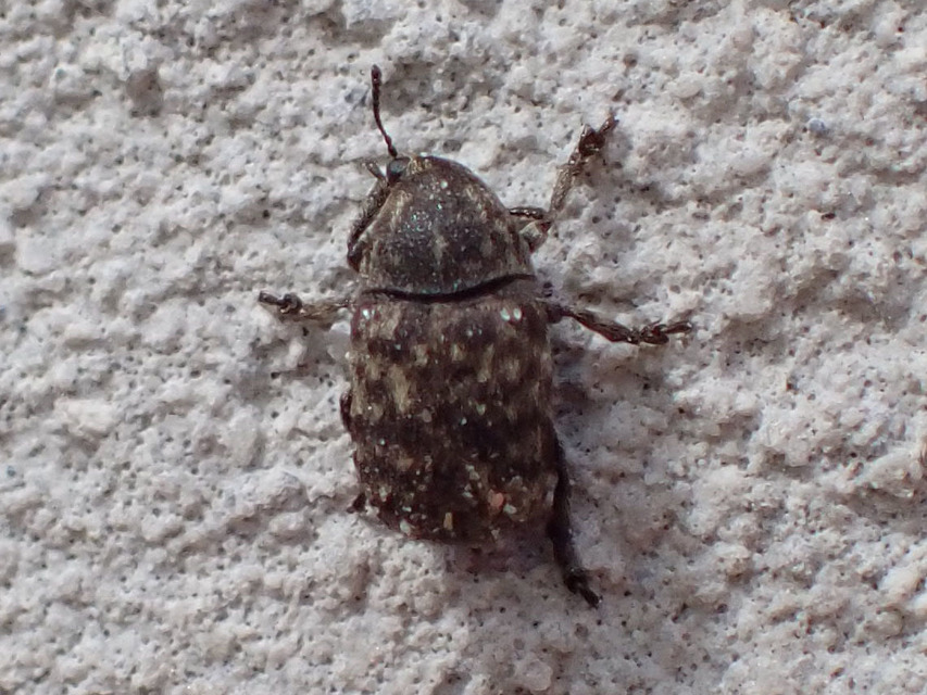 Anthribus nebulosus - ködfoltos pajzstetvész-orrosbogár