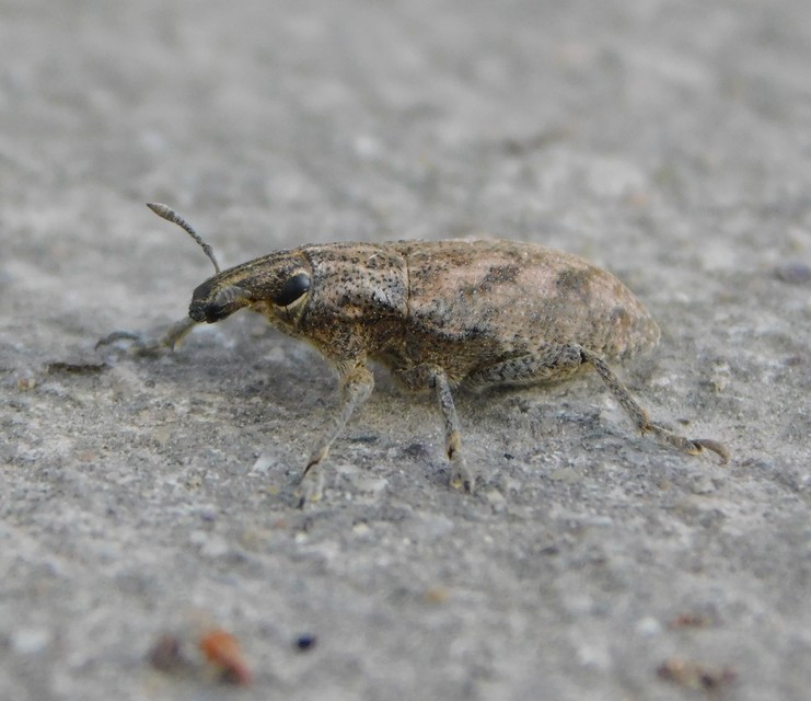 Cleonis pigra - közönséges bogáncsbarkó