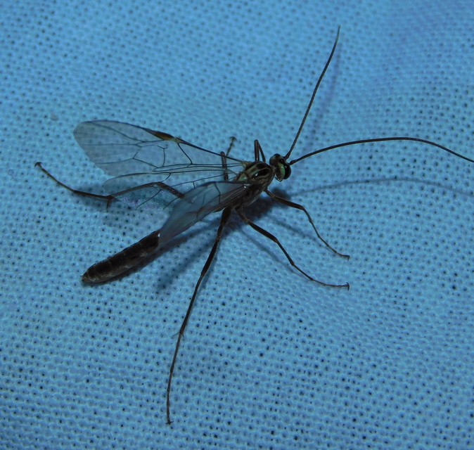 Ophion obscuratus