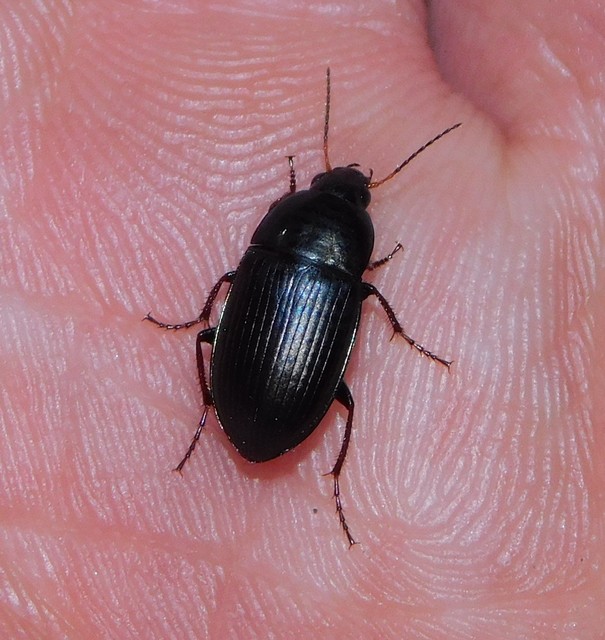 Amara similata - gyakori közfutó Amara similata - gyakori közfutó