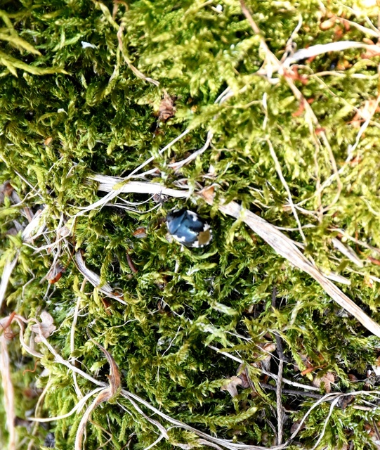 Tritomegas bicolor - foltos földipoloska