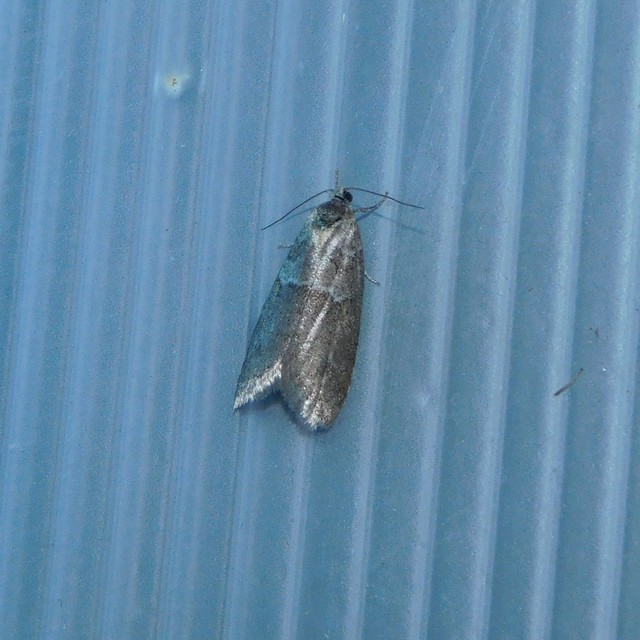 Tortricodes alternella - tavaszi sodrómoly