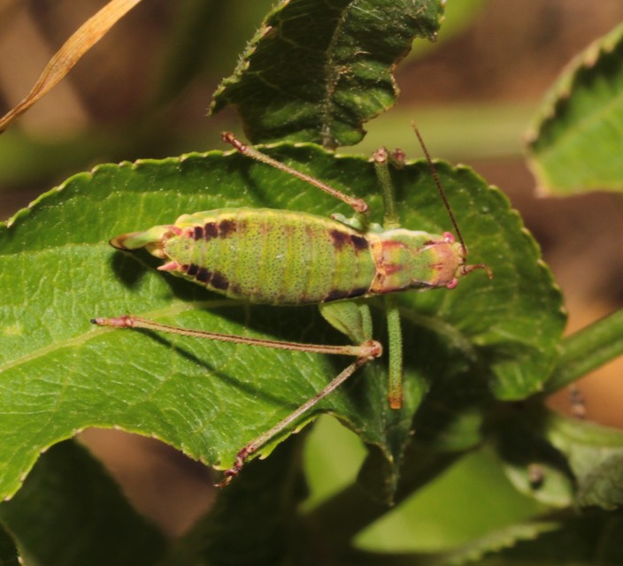 Leptophyes albovittata - közönséges virágszöcske