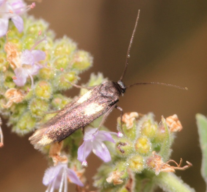 Scythris sinensis - aranyfarú zöldmoly