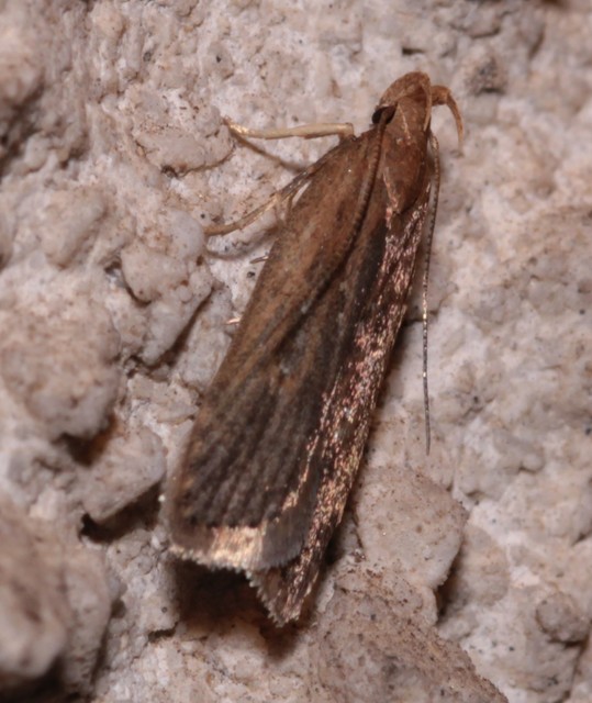 Helcystogramma