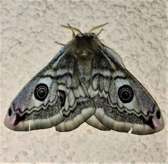 Saturnia pavoniella/pavonia