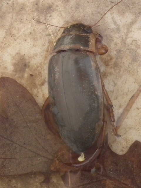 Dytiscus marginalis - szegélyes csíkbogár
