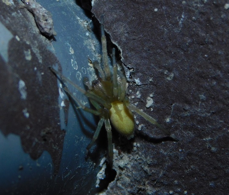 Cheiracanthium