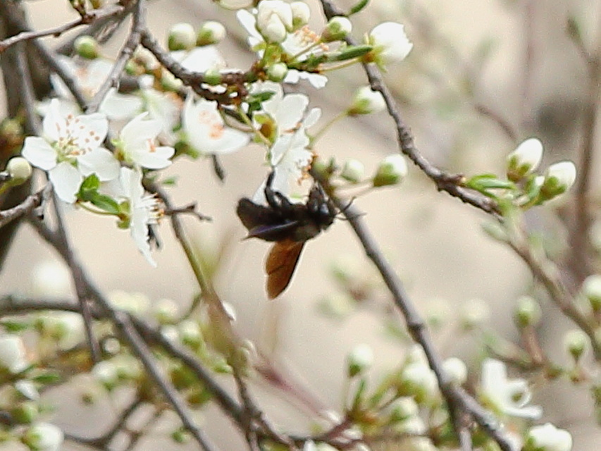 Xylocopa