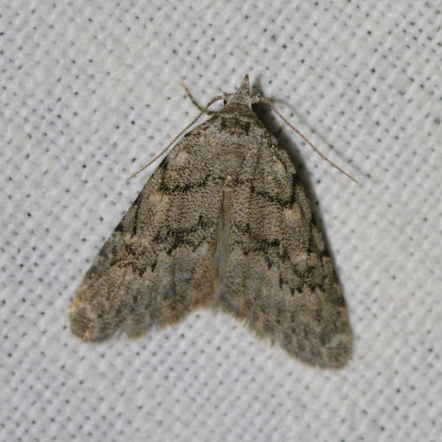Nola cicatricalis - szürke pamacsosszövő