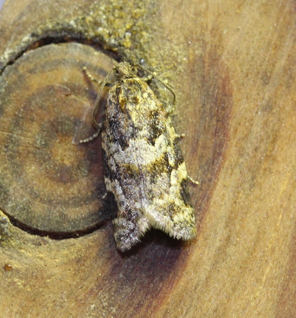 Argyrotaenia ljungiana - ékes sodrómoly