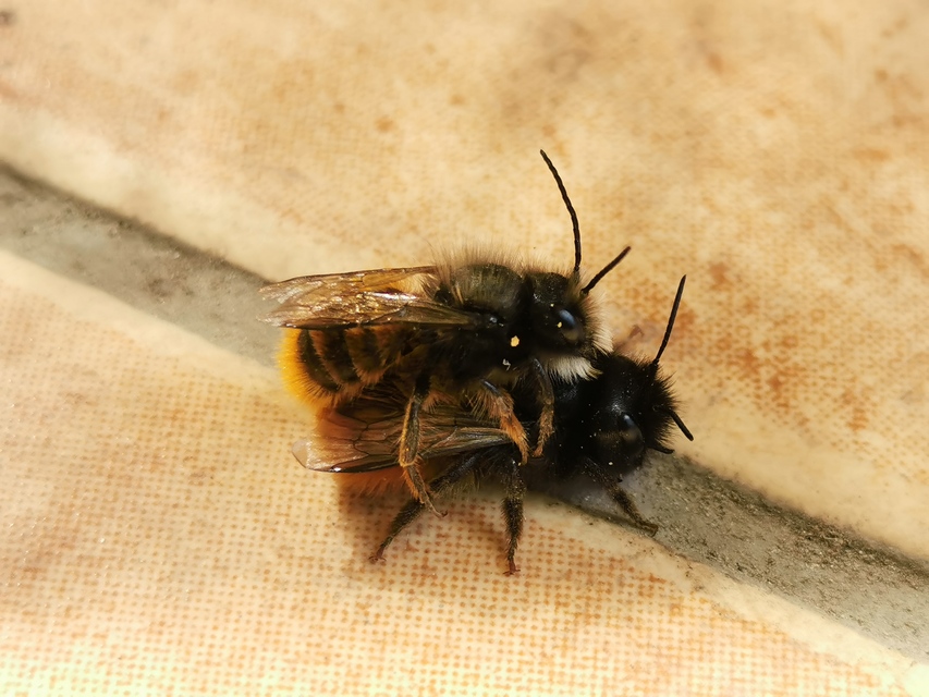 Osmia cornuta - szarvas faliméh