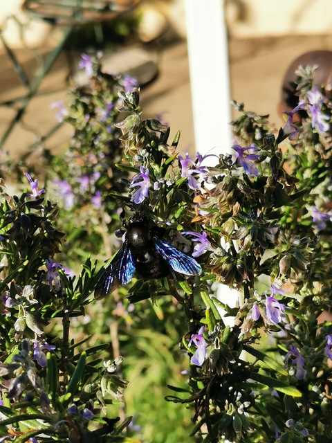 Xylocopa violacea - kék fadongó